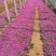 红花酢浆草种植基地600万红花酢浆草低价处理