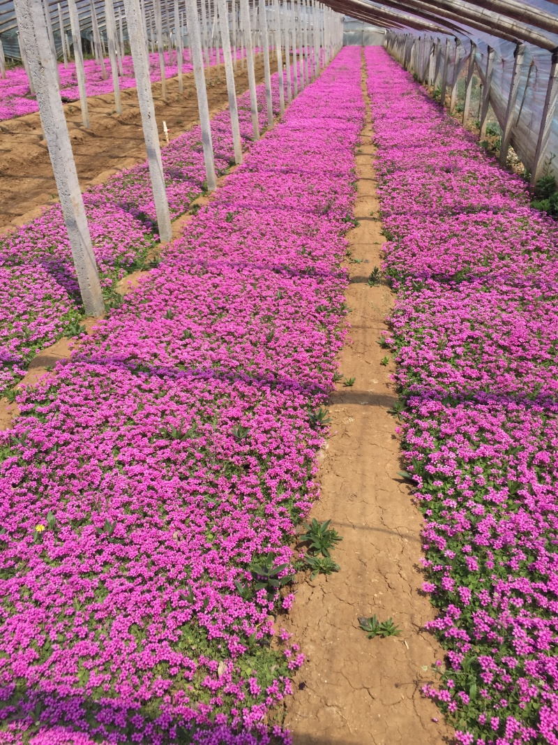 红花酢浆草种植基地600万红花酢浆草低价处理