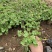 红花酢浆草种植基地600万红花酢浆草低价处理