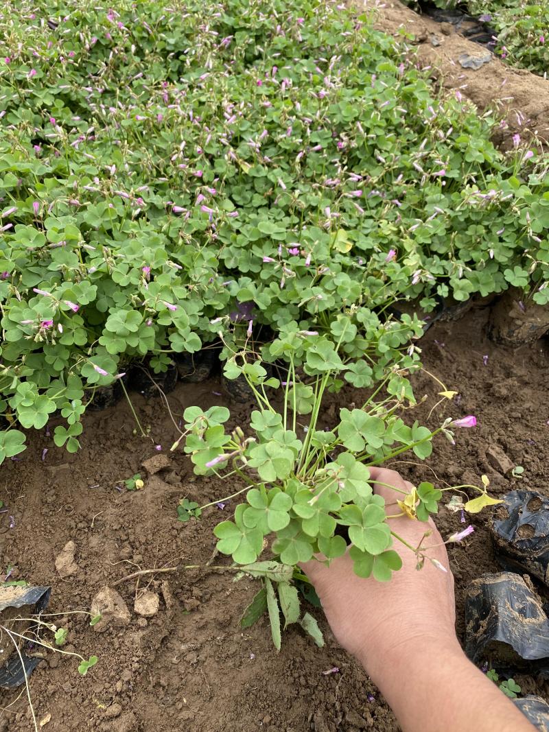 红花酢浆草种植基地600万红花酢浆草低价处理
