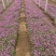 红花酢浆草种植基地600万红花酢浆草低价处理