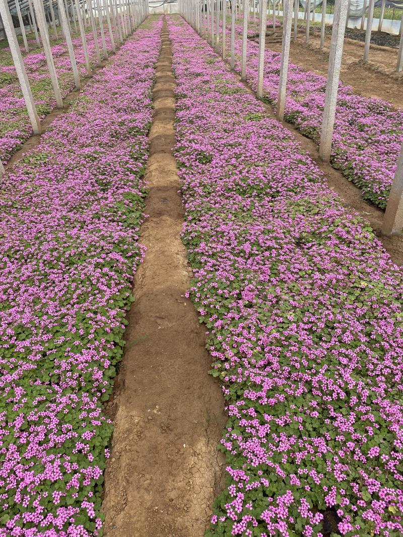 红花酢浆草种植基地600万红花酢浆草低价处理