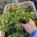 红花酢浆草种植基地600万红花酢浆草低价处理