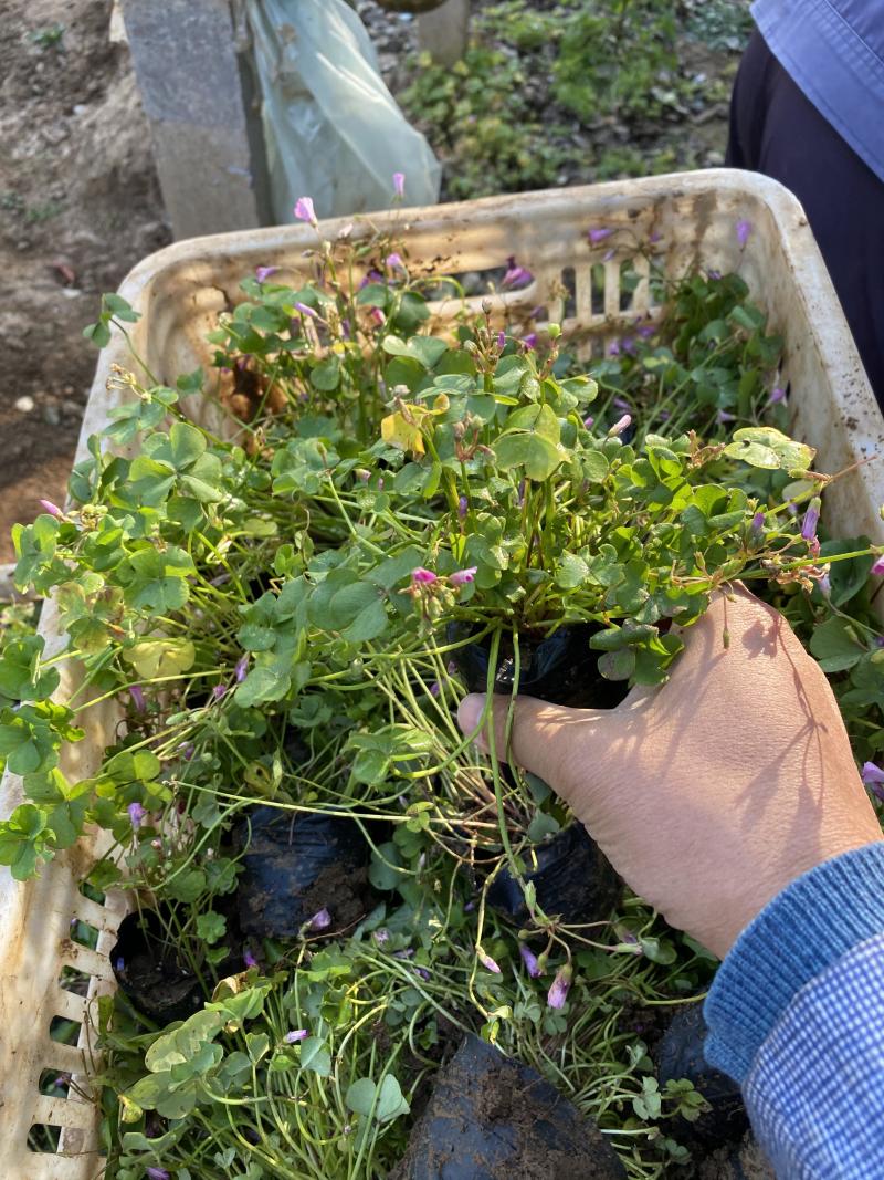 红花酢浆草种植基地600万红花酢浆草低价处理