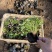 红花酢浆草种植基地600万红花酢浆草低价处理