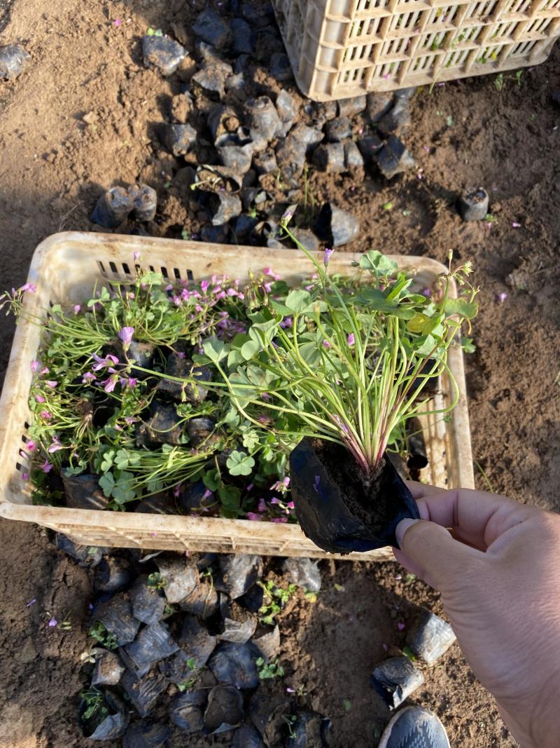 红花酢浆草种植基地600万红花酢浆草低价处理