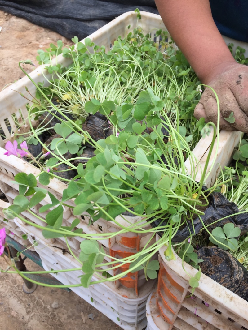 红花酢浆草种植基地600万红花酢浆草低价处理