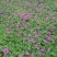 红花酢浆草种植基地600万红花酢浆草低价处理
