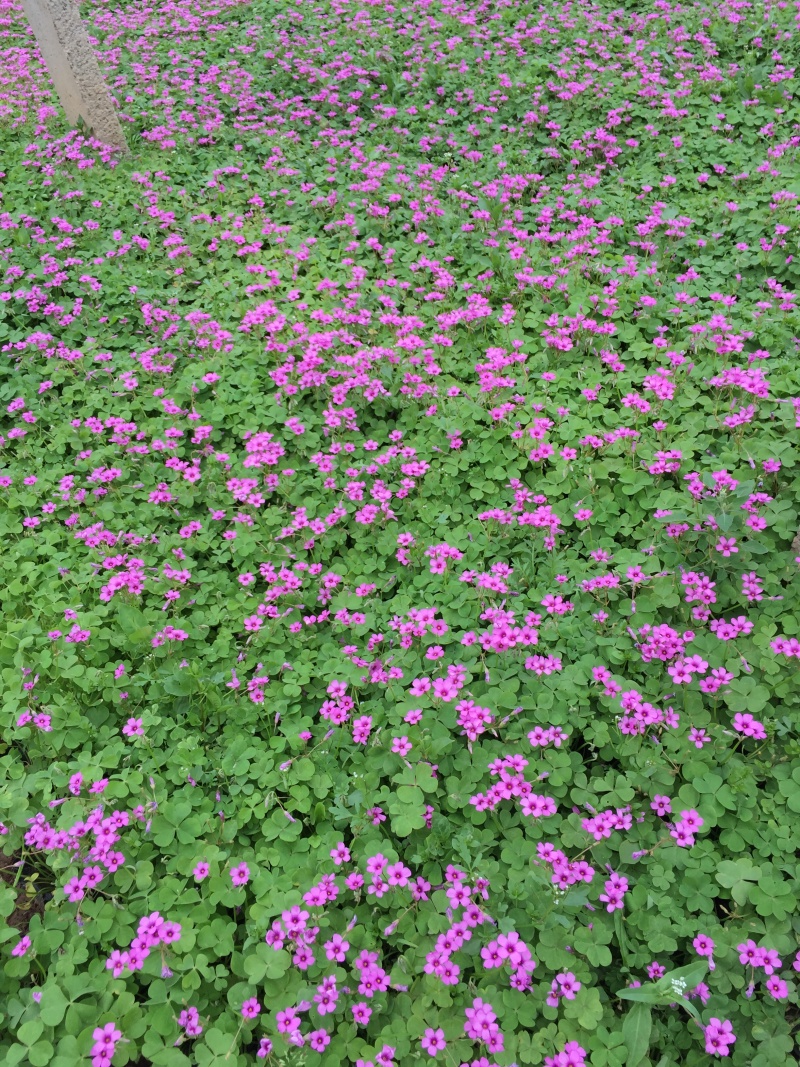红花酢浆草种植基地600万红花酢浆草低价处理
