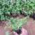 红花酢浆草种植基地600万红花酢浆草低价处理