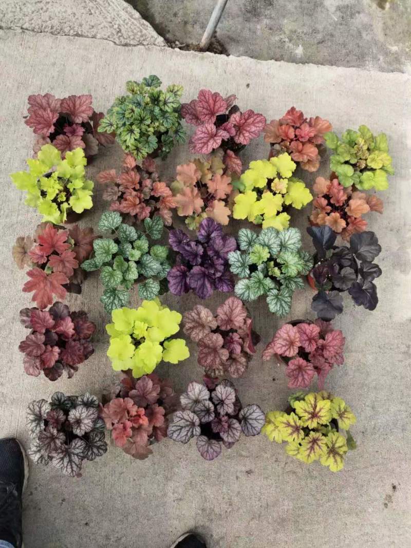 矾根自产自销矾根100万低价处理矾根种植基地