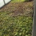 矾根自产自销矾根100万低价处理矾根种植基地
