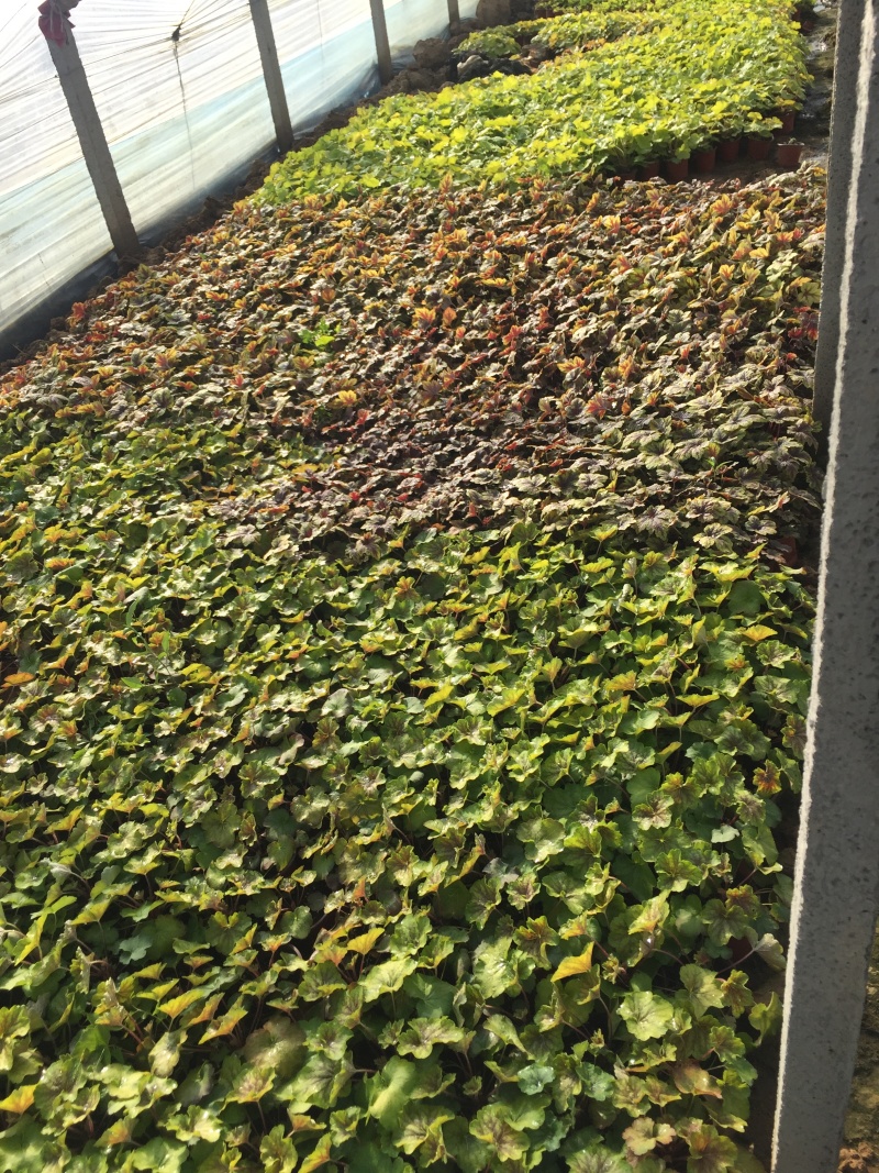 矾根自产自销矾根100万低价处理矾根种植基地