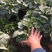 矾根自产自销矾根100万低价处理矾根种植基地