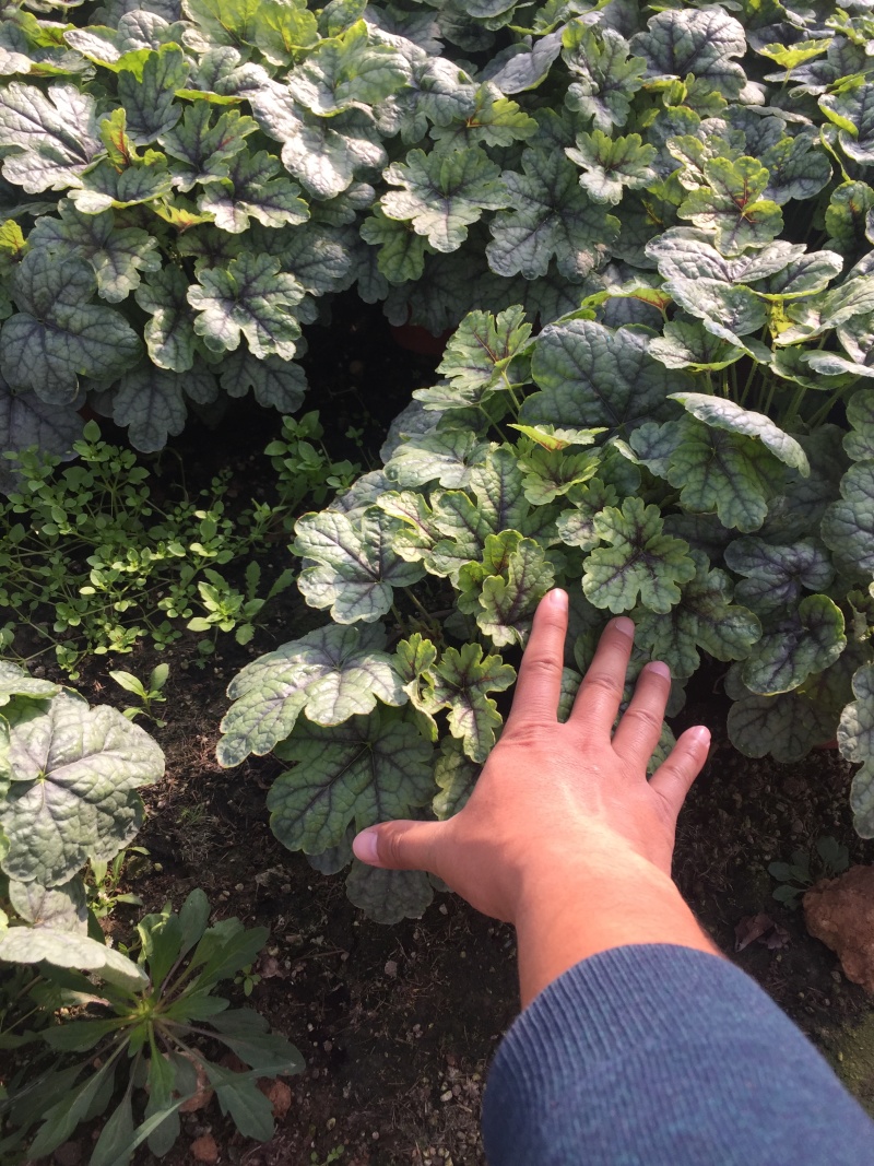 矾根自产自销矾根100万低价处理矾根种植基地