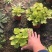 矾根自产自销矾根100万低价处理矾根种植基地