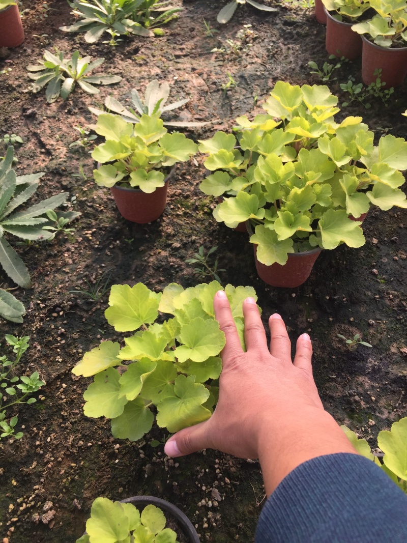 矾根自产自销矾根100万低价处理矾根种植基地