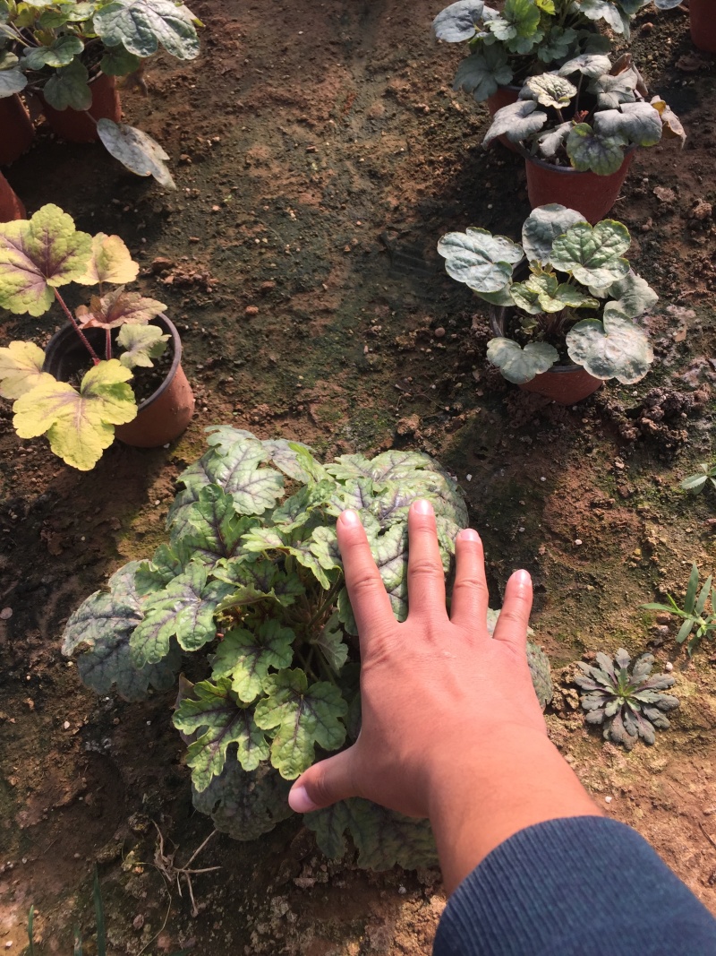 矾根自产自销矾根100万低价处理矾根种植基地
