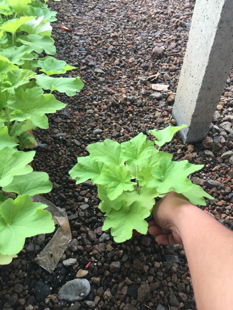 矾根自产自销矾根100万低价处理矾根种植基地