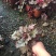 矾根自产自销矾根100万低价处理矾根种植基地