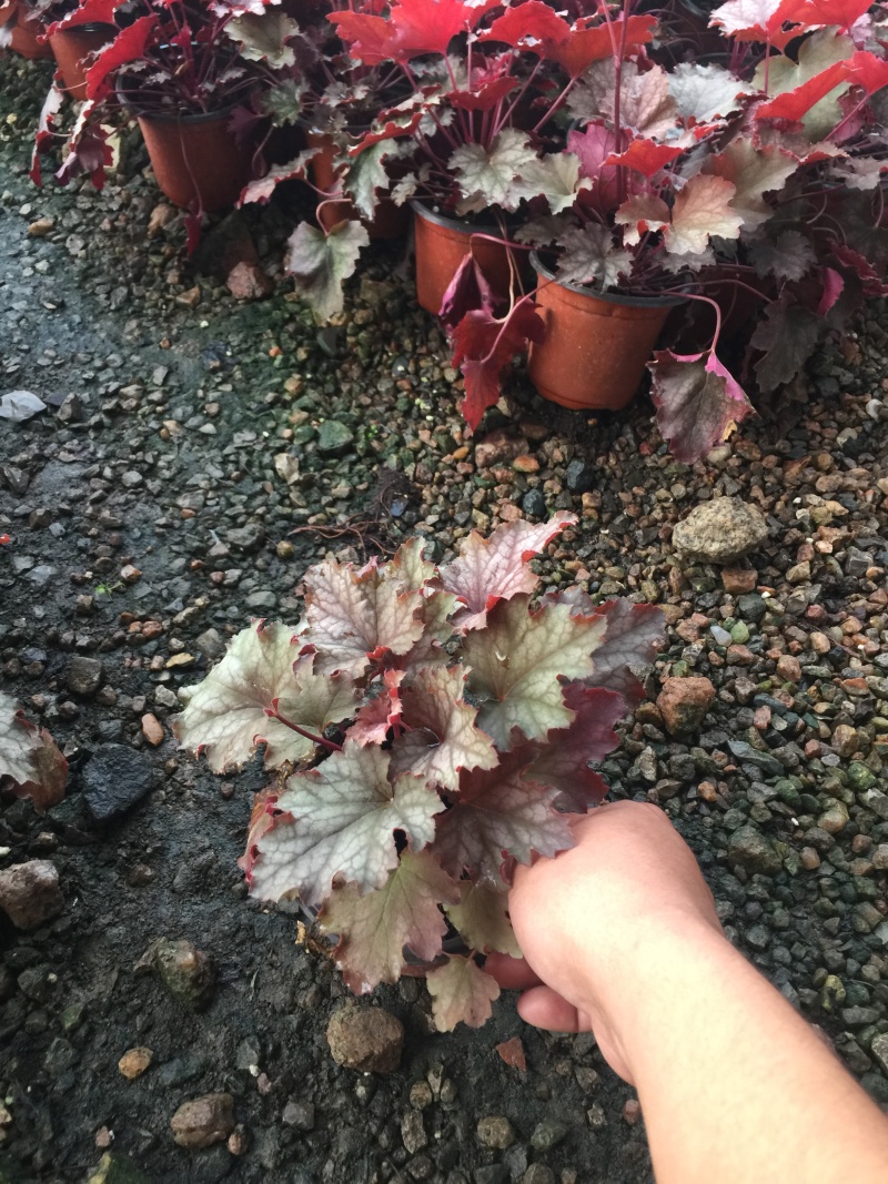 矾根自产自销矾根100万低价处理矾根种植基地