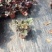 矾根自产自销矾根100万低价处理矾根种植基地