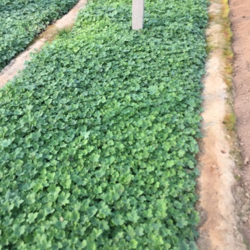 大花飞燕草自产自销大花飞燕草600万低价处理