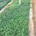大花飞燕草自产自销大花飞燕草600万低价处理