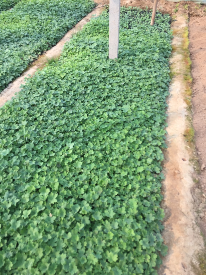 大花飞燕草自产自销大花飞燕草600万低价处理