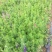 大花飞燕草自产自销大花飞燕草600万低价处理