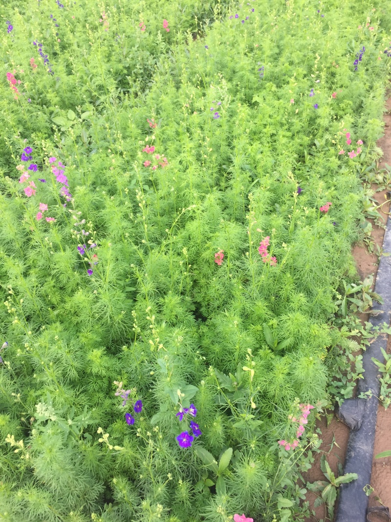 大花飞燕草自产自销大花飞燕草600万低价处理