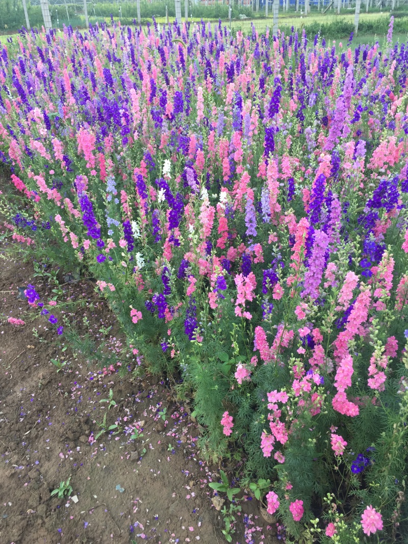 大花飞燕草自产自销大花飞燕草600万低价处理