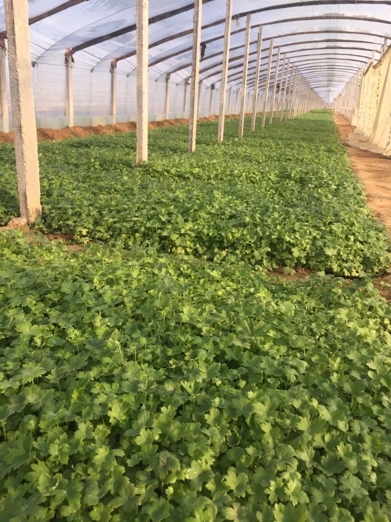 大花飞燕草自产自销大花飞燕草600万低价处理