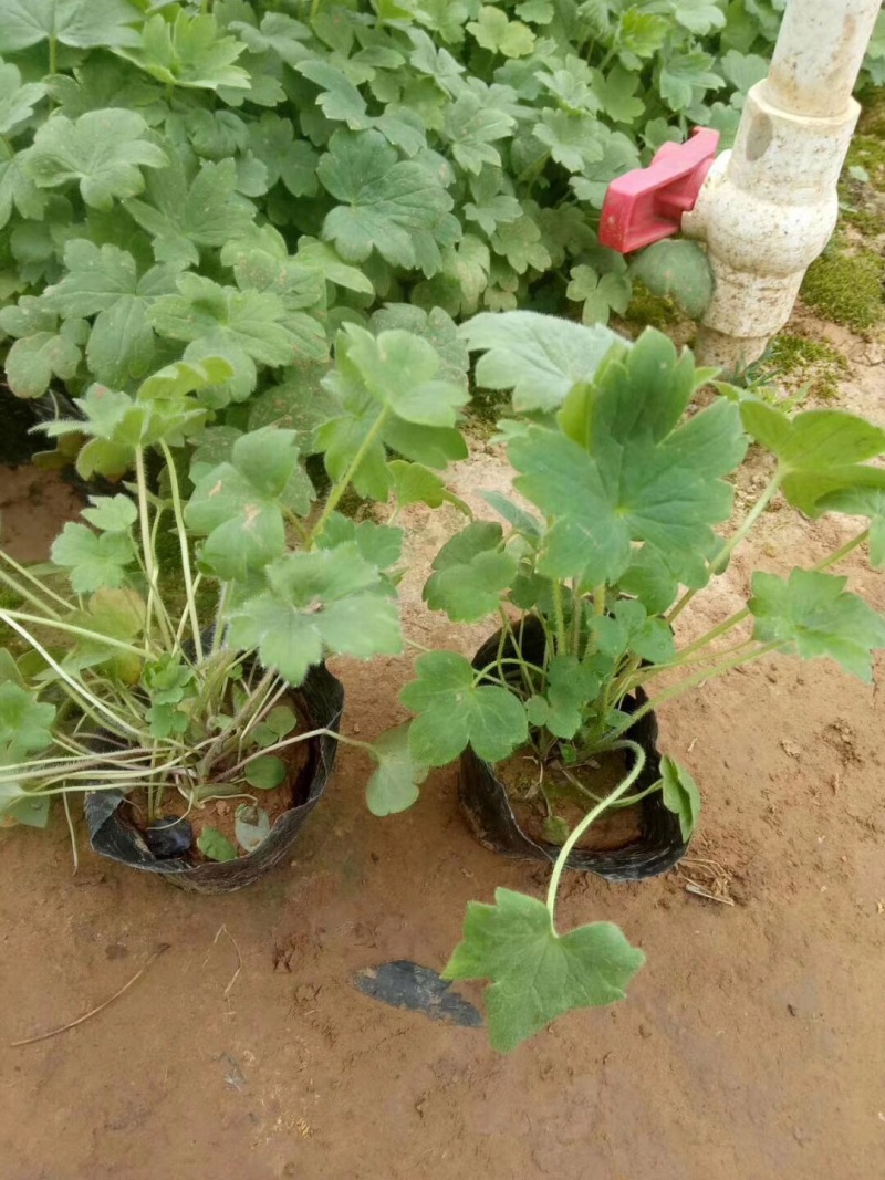 大花飞燕草自产自销大花飞燕草600万低价处理