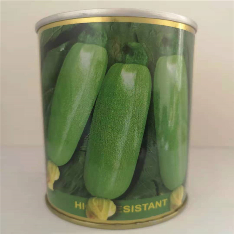 多姿西葫芦种子杂交中早熟耐寒西葫芦种子大棚陆地均可播种