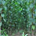 珍珠油杏苗精品嫁接杏树苗保证品种基地保湿发货