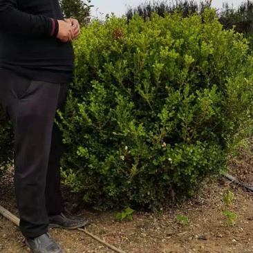 超500亩苗木基地,小叶黄杨-黄杨球等绿化苗木基地直发！