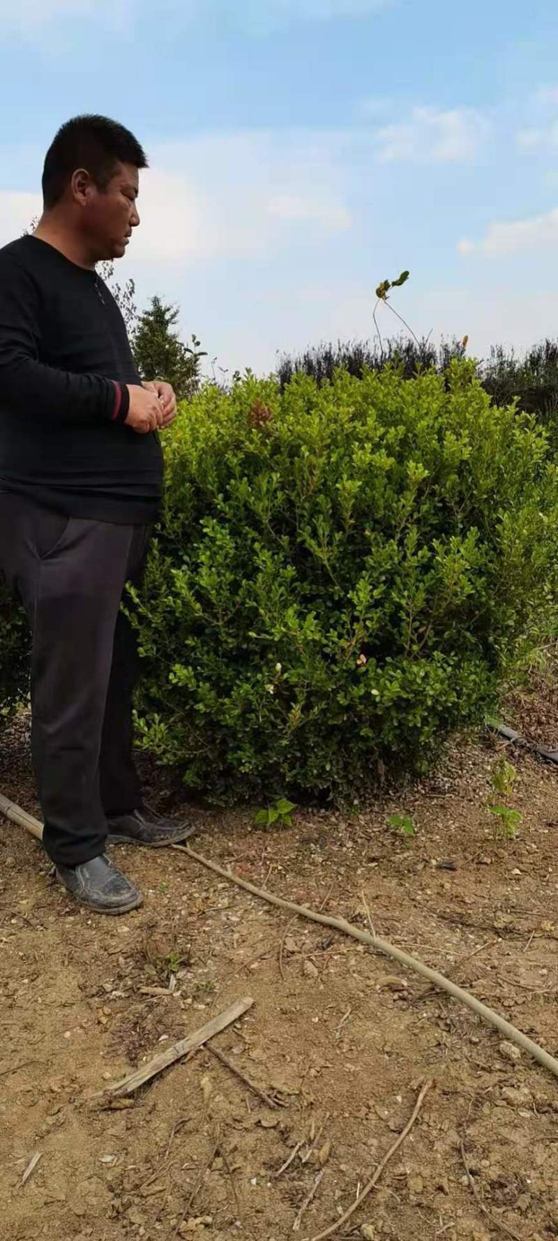 超500亩苗木基地,小叶黄杨-黄杨球等绿化苗木基地直发！