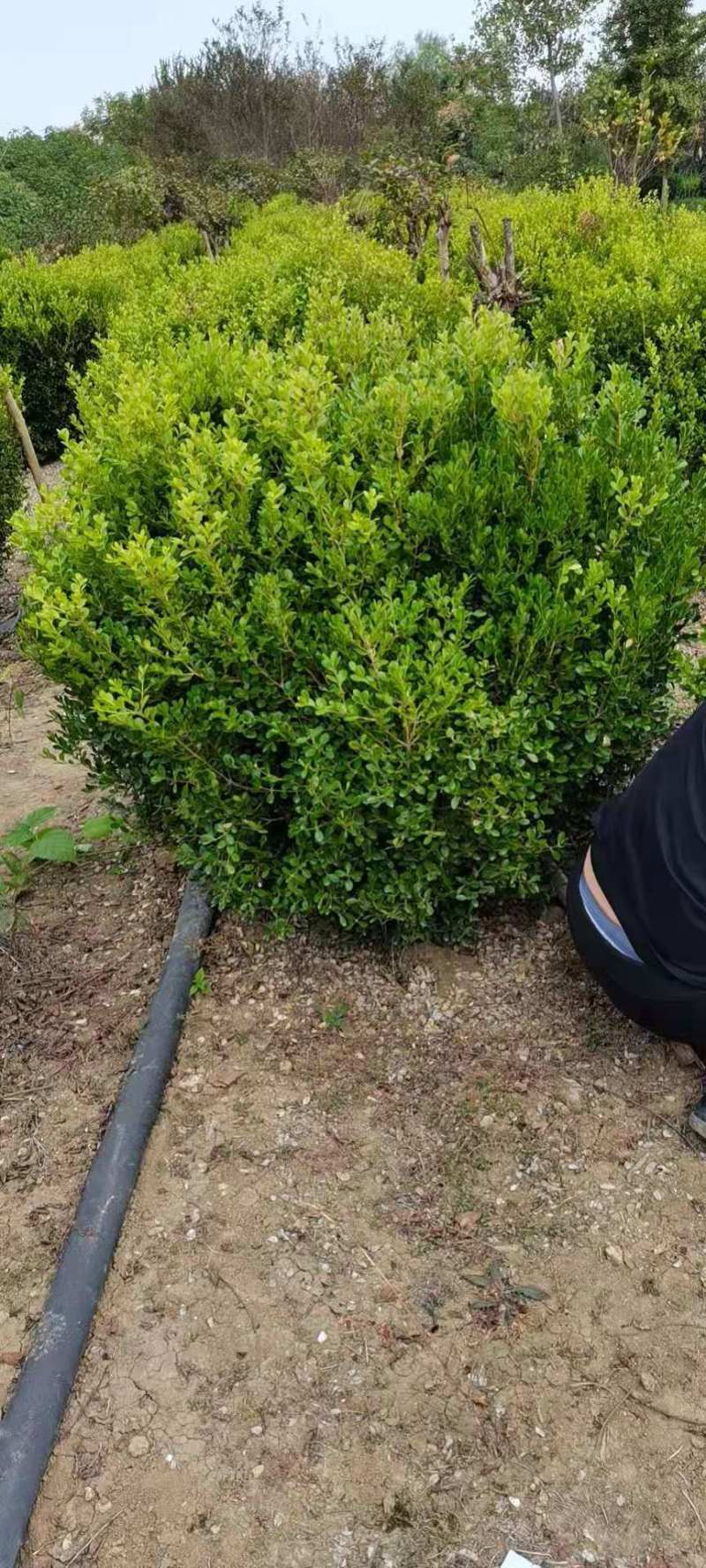 超500亩苗木基地,小叶黄杨-黄杨球等绿化苗木基地直发！