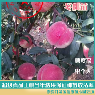 【新品种】超级真品王桃晚熟毛桃糖度高果个大产量高