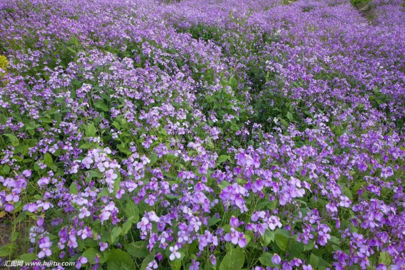 二月兰自产自销二月兰种植基地低价处理