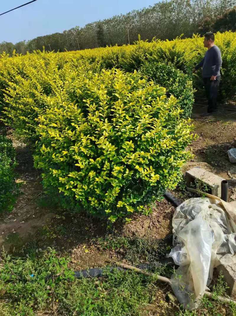 金叶女贞球-超500亩专业绿化苗木基地规格齐全-视频看货