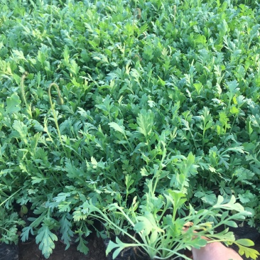 虞美人种植基地虞美人自产自销低价处理