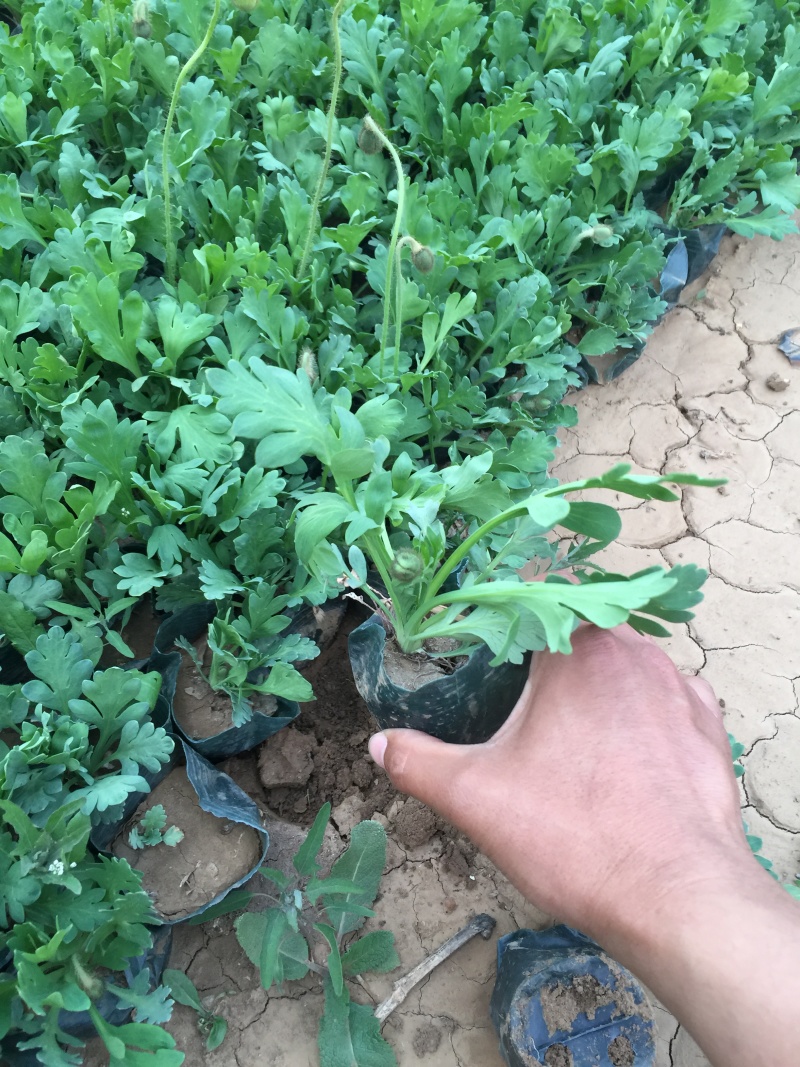 虞美人种植基地虞美人自产自销低价处理