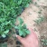 虞美人种植基地虞美人自产自销低价处理