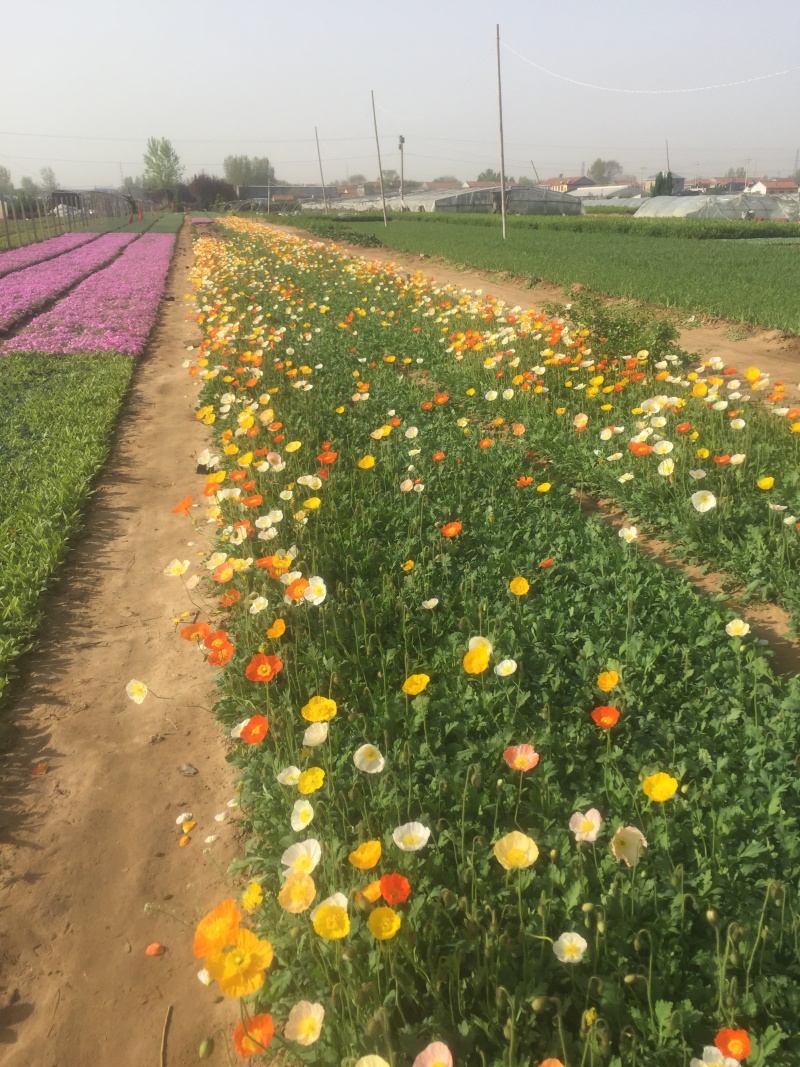 虞美人种植基地虞美人自产自销低价处理