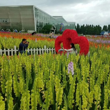 唐菖蒲自产自销唐菖蒲种植基地唐菖蒲批发价格