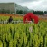 唐菖蒲自产自销唐菖蒲种植基地唐菖蒲批发价格