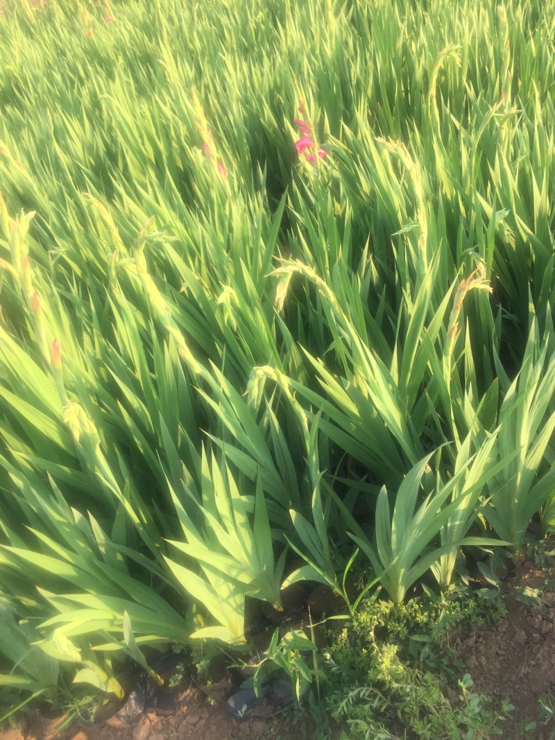 唐菖蒲自产自销唐菖蒲种植基地唐菖蒲批发价格