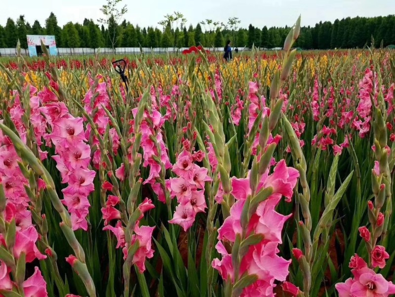 唐菖蒲自产自销唐菖蒲种植基地唐菖蒲批发价格